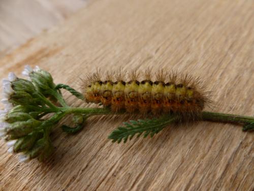 Réf. 90 893 : Acronicta euphorbiae