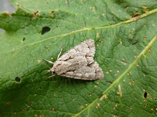 Réf. 90 584 : Acronicta psi
