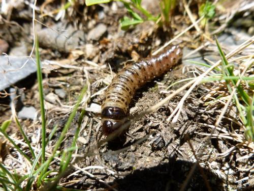 Réf. 90 578 : Apamea sp.