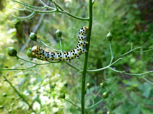 Réf. 90 587 : Cucullia sp.