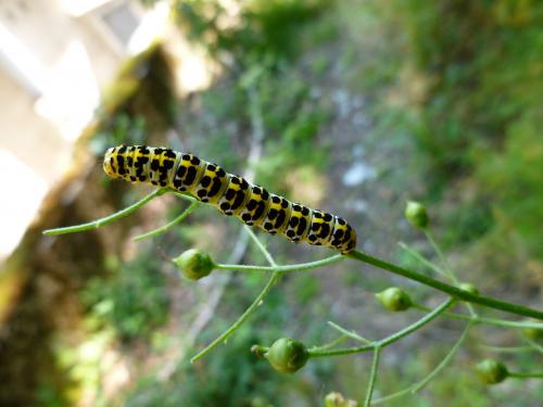 Cucullia sp.