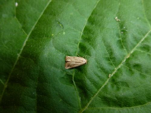 Hypenodes humidalis