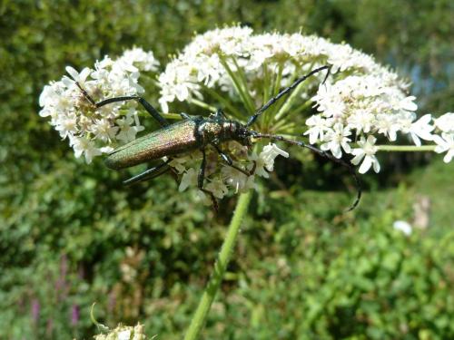 Aromia moschata