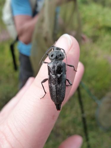 Réf. 90 189 : Hylotrupes bajulus