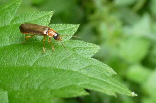 Rhagonycha lutea