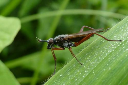 Réf. 90 442 : Sepedon sphegea