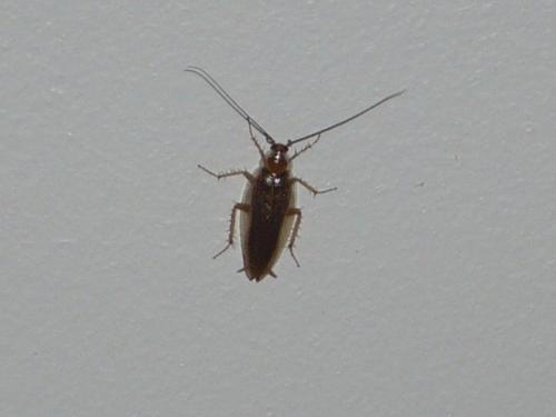 Ectobius sp.
