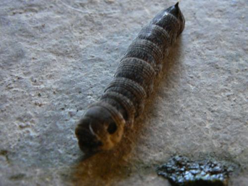 Réf. 90 878 : Deilephila elpenor