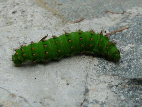 Saturnia pavonia