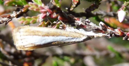 Catoptria sp.