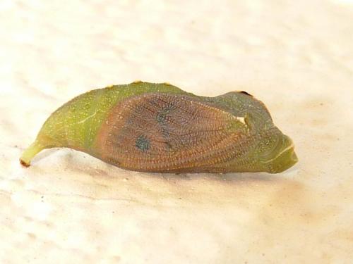 Lasiommata sp.