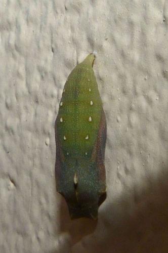 Lasiommata sp.