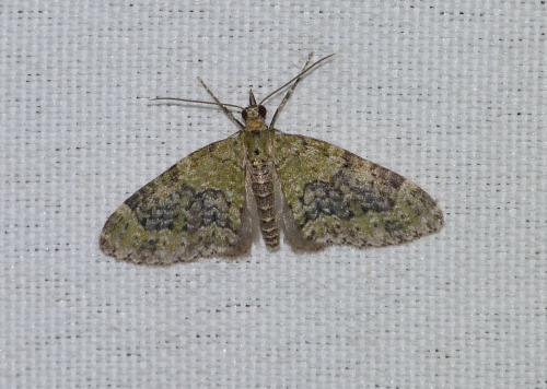 Réf. 90 349 : Acasis viretata