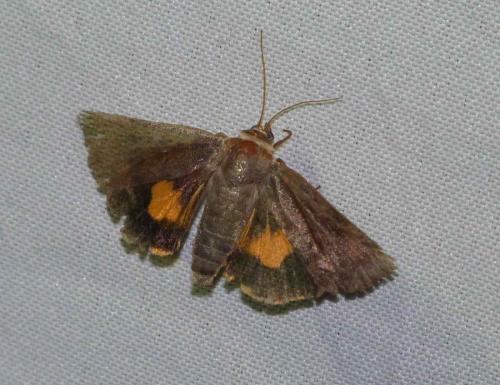 Noctua janthina
