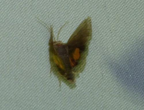 Noctua janthina