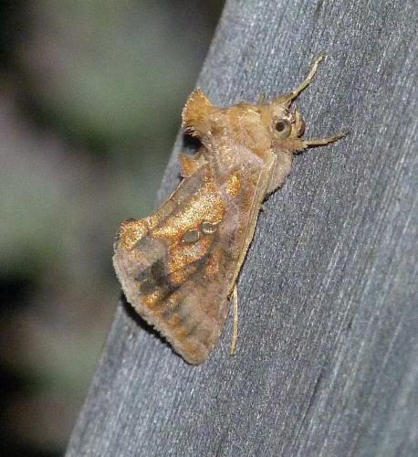 Chrysodeixis chalcites