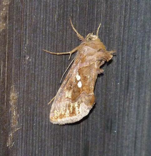 Chrysodeixis chalcites