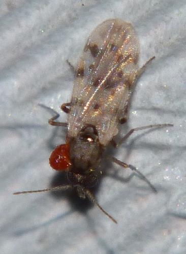 Réf. 90 541 : Culicoides sp.