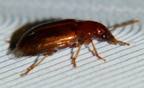 Réf. 90 712 : Bradycellus verbasci