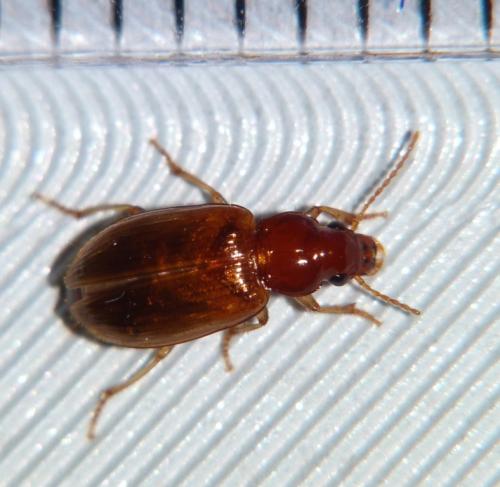 Réf. 90 713 : Bradycellus verbasci