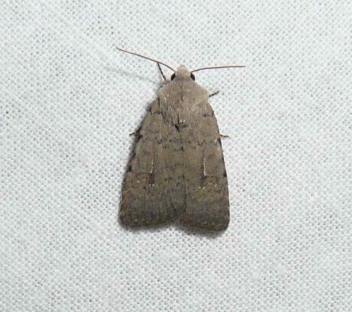 Réf. 90 930 : Caradrina clavipalpis