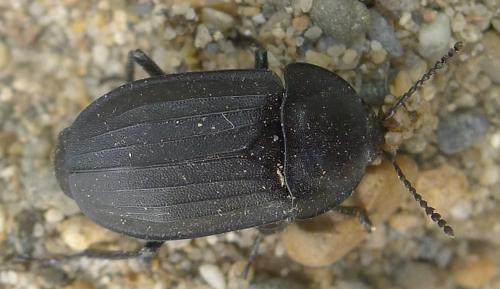 Réf. 90 115 : Silpha tristis