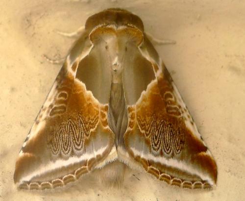 Réf. 90 410 : Habrosyne pyritoides