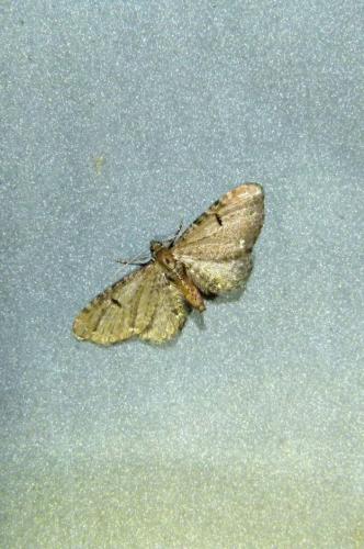 Eupithecia sp.