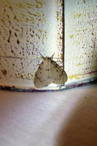 Paidia rica