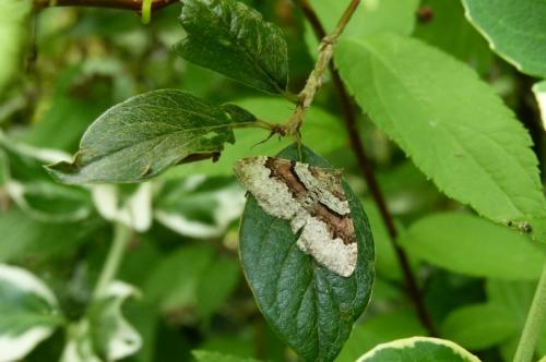 Réf. 90 375 : Xanthorhoe designata