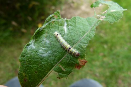 Clostera curtula