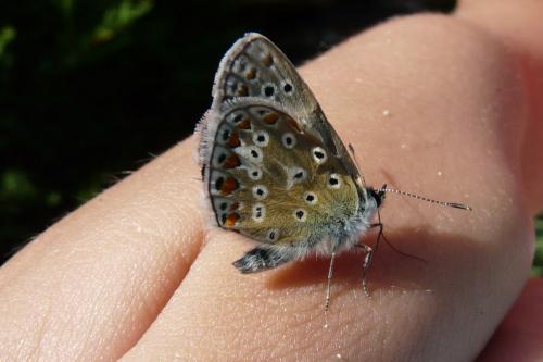 Réf. 90 430 : Polyommatus icarus