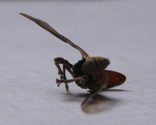 Curculio sp.