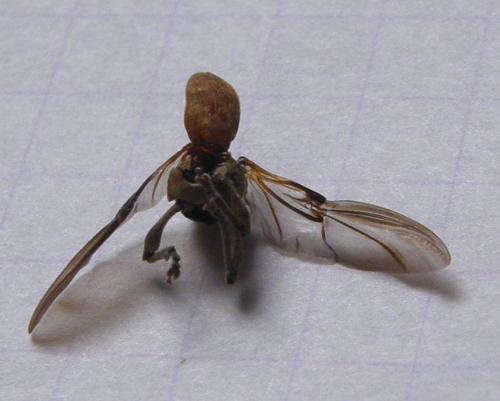 Curculio sp.