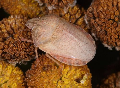 Réf. 90 465 : Eurygaster testudinaria