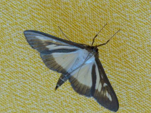 Cydalima perspectalis