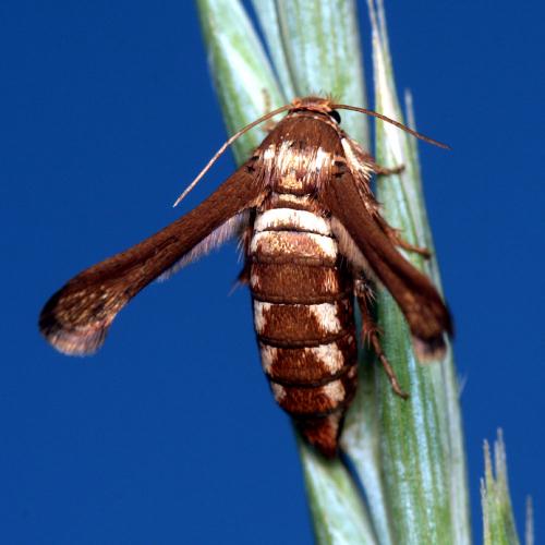 Tinthia tineiformis