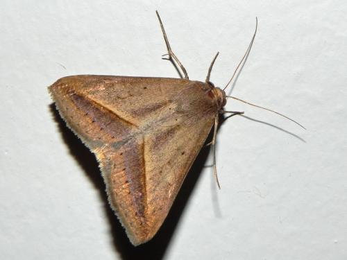 Mocis frugalis