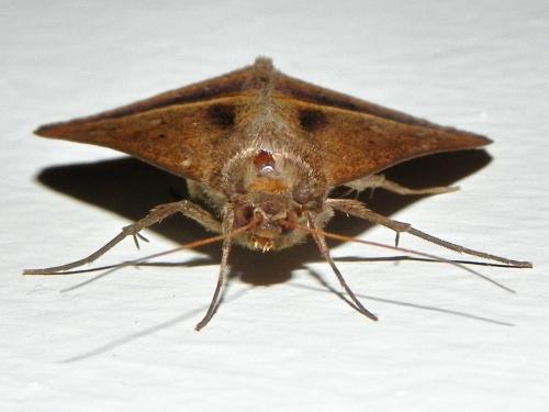 Mocis frugalis