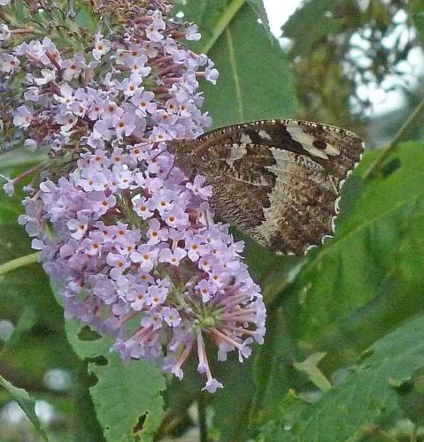 Brintesia circe