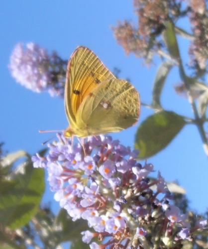 Colias croceus