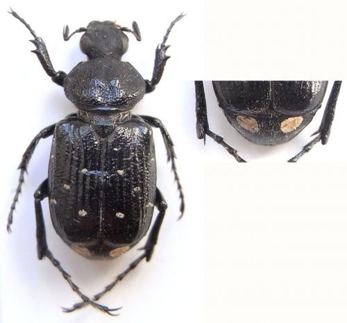 Paratrichius sp.