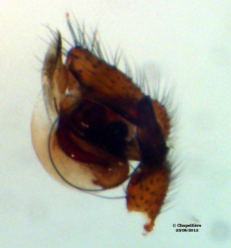 Gnathonarium dentatum