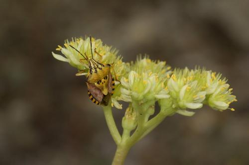 Carpocoris pudicus
