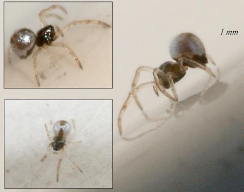Argyrodes argyrodes