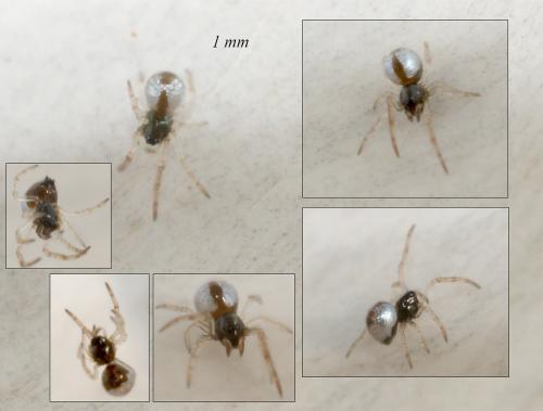 Réf. 90 209 : Argyrodes argyrodes