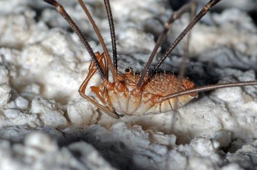 Réf. 90 838 : Phalangium opilio