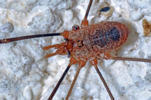 Réf. 90 839 : Phalangium opilio