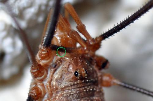 Phalangium opilio