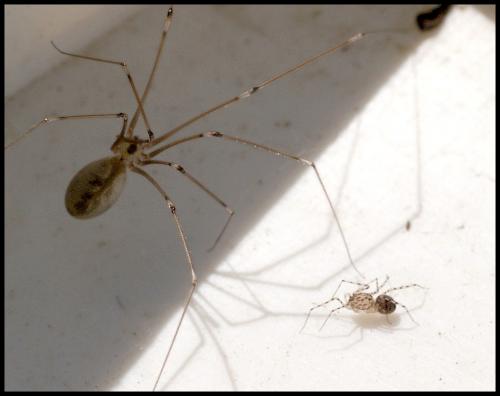 Scytodes thoracica